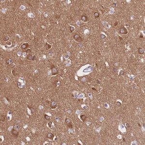 Anti-PPFIA3 antibody produced in rabbit 