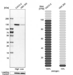 Anti-PPFIBP1 antibody produced in rabbit 