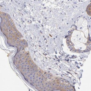 Anti-PPFIBP1 antibody produced in rabbit 
