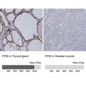 Anti-PPIB antibody produced in rabbit 