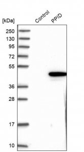 Anti-PPID antibody produced in rabbit 