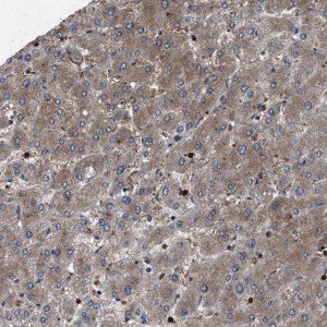 Anti-PPID antibody produced in rabbit 