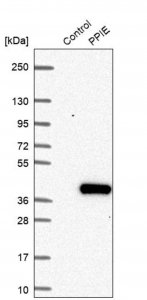 Anti-PPIE antibody produced in rabbit 