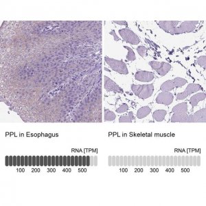 Anti-PPL antibody produced in rabbit 