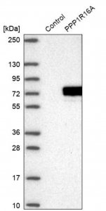 Anti-PPP1R16A antibody produced in rabbit 