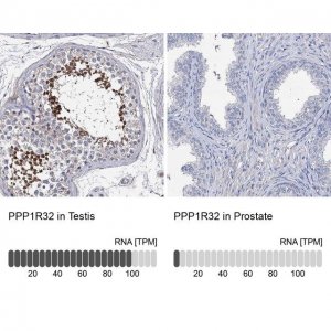 Anti-PPP1R32 antibody produced in rabbit 