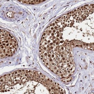 Anti-PPP4C antibody produced in rabbit 