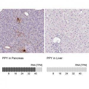 Anti-PPY antibody produced in rabbit 
