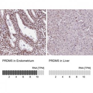 Anti-PRDM5 antibody produced in rabbit 