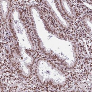 Anti-PRDM5 antibody produced in rabbit 