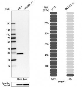 Anti-PRDX1 antibody produced in rabbit HPA007730-100UL