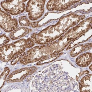Anti-PRDX3 antibody produced in rabbit 