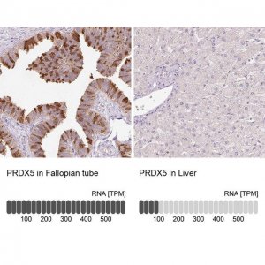 Anti-PRDX5 antibody produced in rabbit 