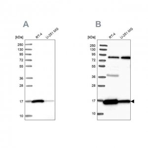 Anti-PRDX5 antibody produced in rabbit 