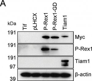 Anti-PREX1 antibody produced in rabbit 