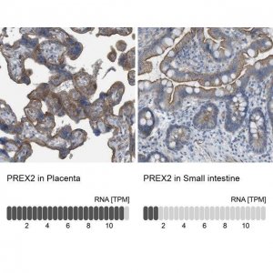 Anti-PREX2 antibody produced in rabbit 