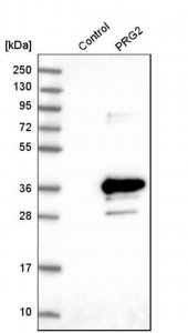 Anti-PRG2 antibody produced in rabbit 