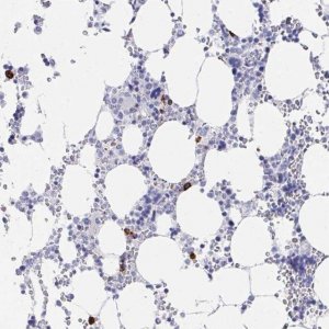 Anti-PRG3 antibody produced in rabbit 
