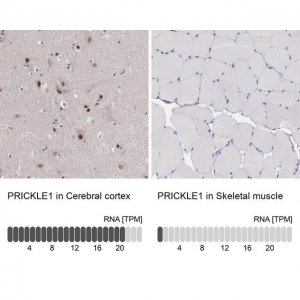 Anti-PRICKLE1 antibody produced in rabbit 