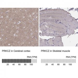 Anti-PRKCZ antibody produced in rabbit 