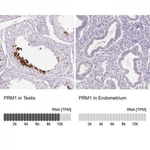 Anti-PRM1 antibody produced in rabbit 
