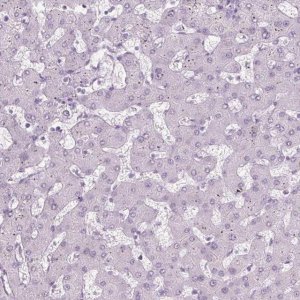 Anti-PRM1 antibody produced in rabbit 