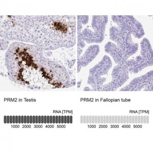 Anti-PRM2 antibody produced in rabbit 