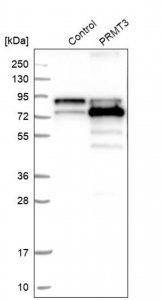 Anti-PRMT3 antibody produced in rabbit HPA007832-100UL