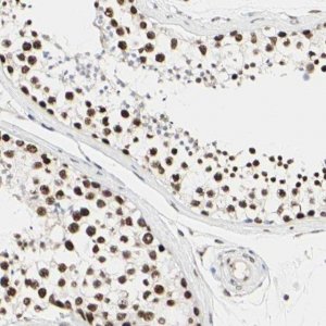 Anti-PRMT3 antibody produced in rabbit HPA007832-100UL