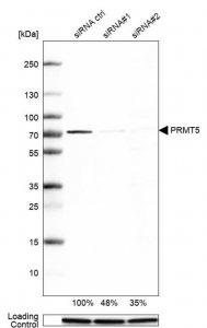 Anti-PRMT5 antibody produced in rabbit 