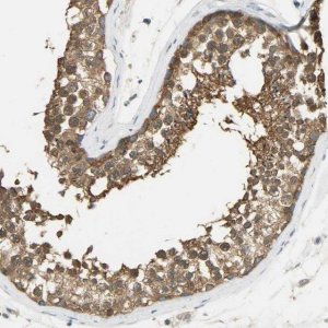 Anti-PRMT5 antibody produced in rabbit 