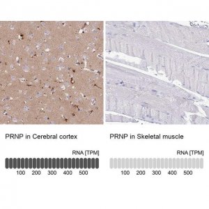 Anti-PRNP antibody produced in rabbit 
