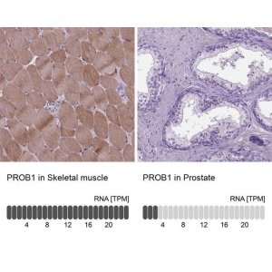 Anti-PROB1 antibody produced in rabbit 