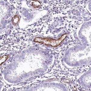 Anti-PROCR antibody produced in rabbit 
