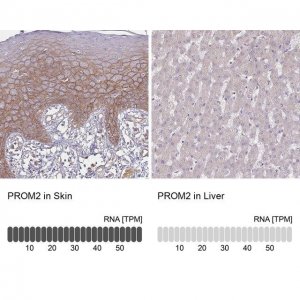 Anti-PROM2 antibody produced in rabbit 