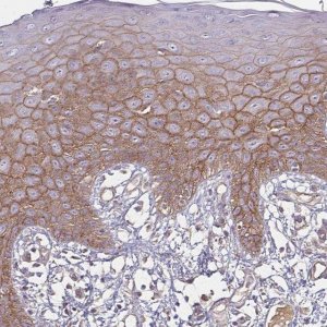 Anti-PROM2 antibody produced in rabbit 