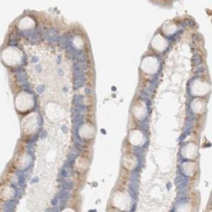 Anti-PROS1 antibody produced in rabbit 