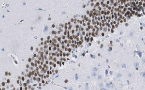 Anti-PROX1 Antibody, clone 1B10 ZooMAb Rabbit Monoclonal 