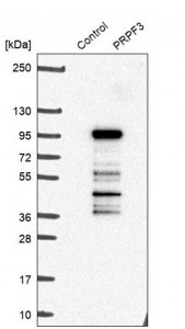 Anti-PRPF3 antibody produced in rabbit 