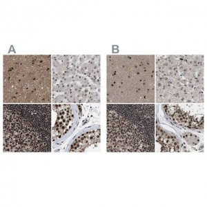 Anti-PRPF4 antibody produced in rabbit 