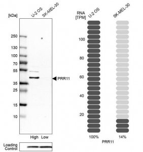 Anti-PRR11 antibody produced in rabbit 