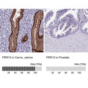 Anti-PRR15 antibody produced in rabbit 