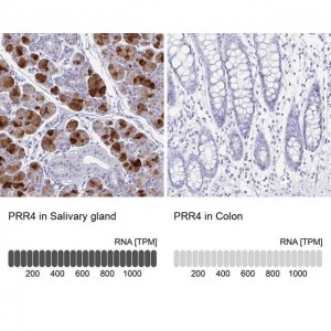 Anti-PRR4 antibody produced in rabbit 