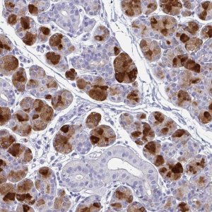 Anti-PRR4 antibody produced in rabbit 