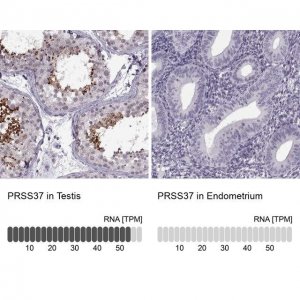 Anti-PRSS37 antibody produced in rabbit 