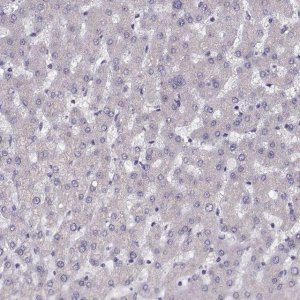 Anti-PRSS37 antibody produced in rabbit 