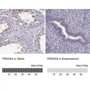 Anti-PRSS54 antibody produced in rabbit 