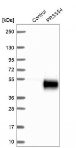 Anti-PRSS54 antibody produced in rabbit 