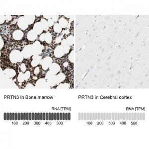 Anti-PRTN3 antibody produced in rabbit 