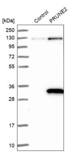 Anti-PRUNE2 antibody produced in rabbit 